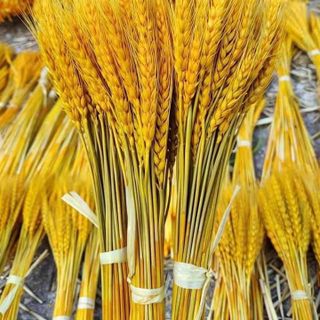 Bông lúa mạch vàng loại VIP1 - trang trí nhà cửa ( Bó )