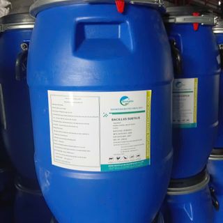 Bacillus Subtilis 1×10¹¹ CFU – Vi Sinh Xử Lý Nước, Hỗ Trợ Tiêu Hóa