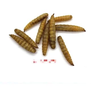 Bio SÂU CANXI sấy khô loại 500g thức ăn dinh dưỡng cho vật nuôi