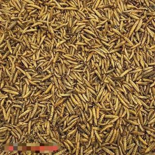 Bio SÂU CANXI sấy khô loại 500g thức ăn dinh dưỡng cho vật nuôi