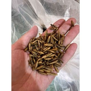 Bio SÂU CANXI sấy khô loại 250g thức ăn dinh dưỡng cho vật nuôi