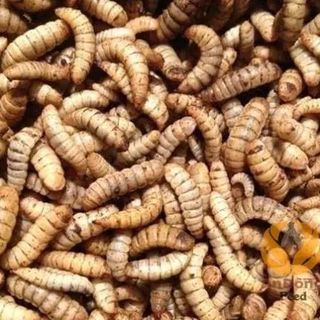 Bio SÂU CANXI sấy khô loại 250g thức ăn dinh dưỡng cho vật nuôi
