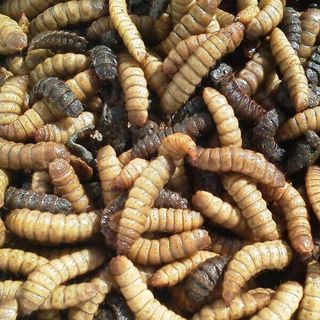 Bio SÂU CANXI sấy khô loại 250g thức ăn dinh dưỡng cho vật nuôi