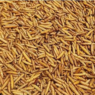 Bio SÂU CAN XI sấy khô loại 100g thức ăn dinh dưỡng cho vật nuôi