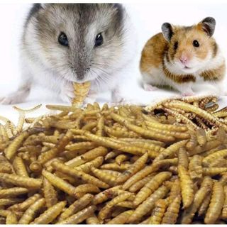 Bio SÂU CAN XI sấy khô loại 100g thức ăn dinh dưỡng cho vật nuôi