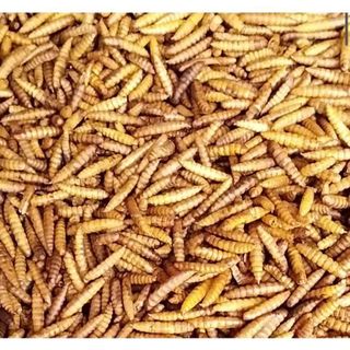 Bio SÂU CAN XI sấy khô loại 100g thức ăn dinh dưỡng cho vật nuôi