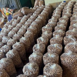 Hạt Điều rang muối 10kg cây xá giá tận xưởng