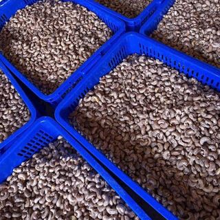 Hạt Điều rang muối 10kg cây xá giá tận xưởng