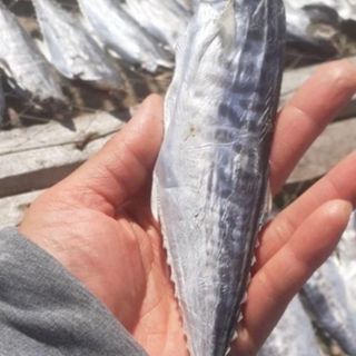 KHÔ CÁ THU CÀ MAU NGUYÊN CON VỪA ĂN, THỊT DAI, CHẮC - 1KG