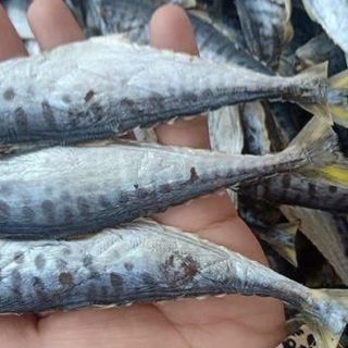 KHÔ CÁ THU CÀ MAU NGUYÊN CON VỪA ĂN, THỊT DAI, CHẮC - 1KG