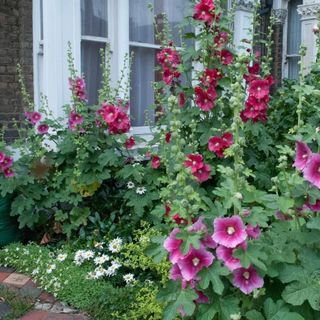 Hạt Giống Hoa Mãn Đình Hồng Kép Nhiều Màu - Gói 80 Hạt siêu nhiều