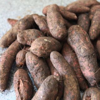 Đặc sản Lệ Cần - Gia Lai, mùi thơm đặc biệt, ruột nghệ, ngọt lịm