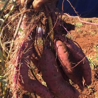 KHOAI LỆ CẦN - ĐẶC SẢN GIA LAI - mùi thơm đặc biệt, ruột nghê, ngọt lịm