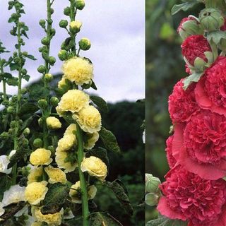 Hạt Giống Hoa Mãn Đình Hồng Kép Nhiều Màu - Gói 80 Hạt siêu nhiều