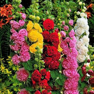 Hạt Giống Hoa Mãn Đình Hồng Kép Nhiều Màu - Gói 80 Hạt siêu nhiều