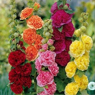 Hạt Giống Hoa Mãn Đình Hồng Kép Nhiều Màu - Gói 80 Hạt siêu nhiều