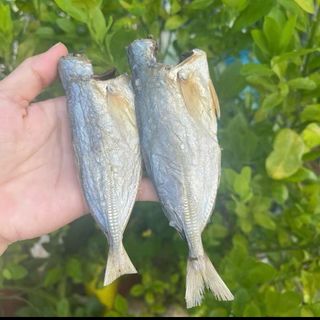 Đặc sản Cá Mặn Bạc Má (Cá lang tiêu) thơm ngon, béo, ngâm nước trước khi chế biến để rã mặn