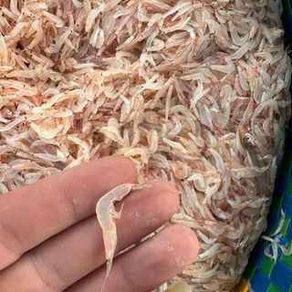 Moi biển ( Ruốc biển) - đặc sản vùng biển, chế biến nhiều món ăn hoặc ăn sống khi thêm gia vị- 500GR/HŨ