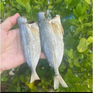 Đặc sản Cá Mặn Bạc Má (Cá lang tiêu) thơm ngon, béo, ngâm nước trước khi chế biến để rã mặn