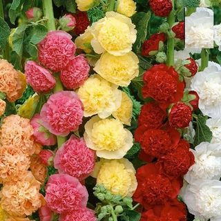 Hạt Giống Hoa Mãn Đình Hồng Kép Nhiều Màu - Gói 80 Hạt siêu nhiều