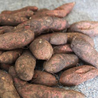 Đặc sản Lệ Cần - Gia Lai, mùi thơm đặc biệt, ruột nghệ, ngọt lịm