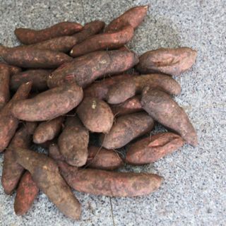 KHOAI LỆ CẦN - ĐẶC SẢN GIA LAI - mùi thơm đặc biệt, ruột nghê, ngọt lịm