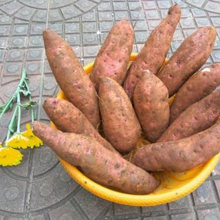 KHOAI LỆ CẦN - ĐẶC SẢN GIA LAI - mùi thơm đặc biệt, ruột nghê, ngọt lịm