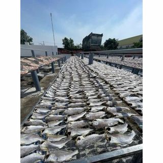 Khô cá đù ít xương, dày thịt, thơm ngon, bỗ dưỡng cho mỗi bữa cơm, đảm bảo an toàn thực phẩm 1KG