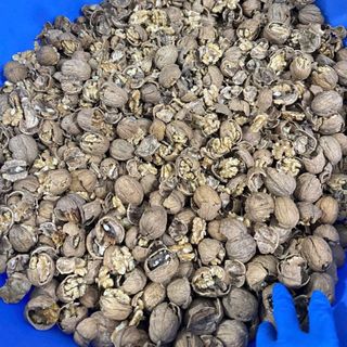 NHÂN ÓC CHÓ VÀNG MỸ / CHILE