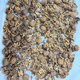 NHÂN ÓC CHÓ VÀNG MỸ / CHILE