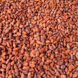 Hạt cacao lên men, rang mộc