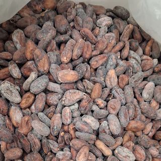 Hạt cacao lên men, phơi khô, rang mộc