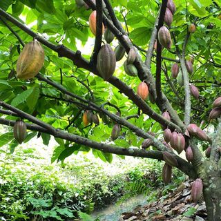 Thanh socola đen nguyên chất 100%