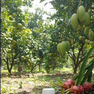 Phân bón vi trung lượng