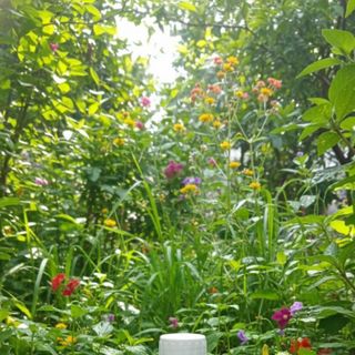 Phân bón vi trung lượng