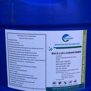 Bacillus Licheniformis – Vi Sinh Xử Lý Cặn Dầu Mỡ, Giảm Khí Độc NH3, NO2, H2S Cho Ao Nuôi Thủy Sản