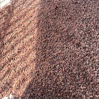 Hạt cacao lên men, phơi khô (chưa rang)