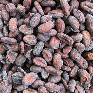 Hạt cacao lên men, phơi khô (chưa rang)