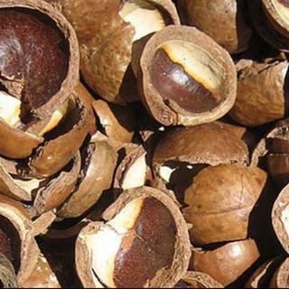 VỎ HẠT MACCA – NGUYÊN LIỆU SINH KHỐI GIÁ TRỊ CAO CHO NÔNG NGHIỆP & CÔNG NGHIỆP