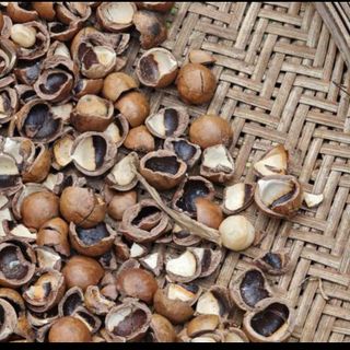 VỎ HẠT MACCA – NGUYÊN LIỆU SINH KHỐI GIÁ TRỊ CAO CHO NÔNG NGHIỆP & CÔNG NGHIỆP