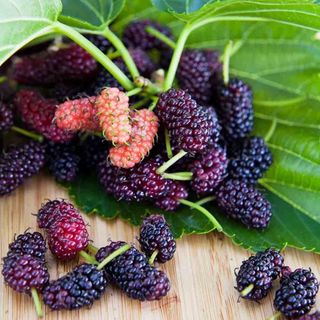 Trái dâu tằm Đà Lạt tươi - Dalat Farm cung cấp quanh năm, chuẩn sạch