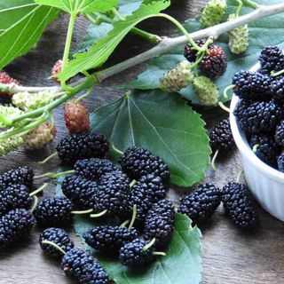 Trái dâu tằm Đà Lạt tươi - Dalat Farm cung cấp quanh năm, chuẩn sạch