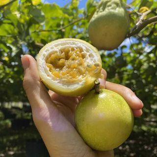 Chanh dây vàng ngọt hương ổi - đặc sản "lạ mà ngon" đang hot tại TP.HCM