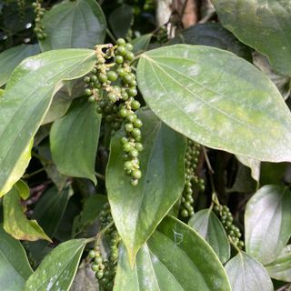 Hạt tiêu đen nông sản Đăk Lăk - Tặng kèm mật ong 100gr