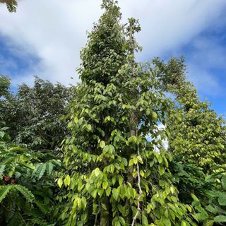 Hạt tiêu đen nông sản Đăk Lăk - Tặng kèm mật ong 100gr