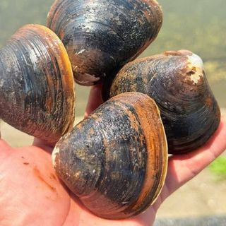 Hến Cồ - Tươi Sống Và Ruột Ốc Hến - Miệng Ốc Bưu