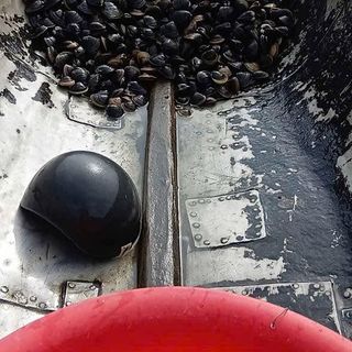 Hến Cồ - Tươi Sống Và Ruột Ốc Hến - Miệng Ốc Bưu