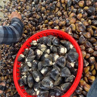 Hến Cồ - Tươi Sống Và Ruột Ốc Hến - Miệng Ốc Bưu