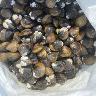 Hến Cồ - Tươi Sống Và Ruột Ốc Hến - Miệng Ốc Bưu