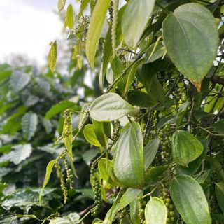 Hạt tiêu đen nông sản Đăk Lăk 500gr